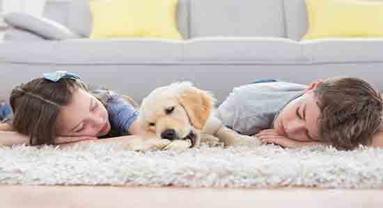 Pet odor removal outlet carpet cleaning