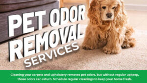 pet-odor-removal-services