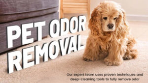 pet-odor-and-stain-remover