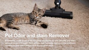 carpet pet stain cleaner